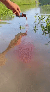 04d45c_9b9996a8a12f4741a156fd3026356313mv2-ezgif.com-gif-to-webp-converter.webp